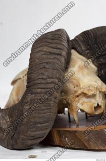 Photo Textures of Mouflon Skull Antlers